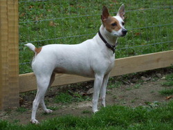 COAL HILL RAT TERRIERS