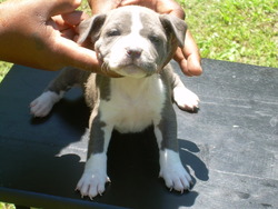 Old Red English Bulldogs Kennel Inc