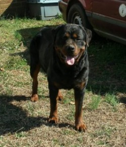 Lefler Rottweilers