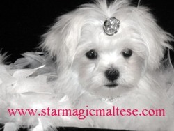 Star Magic Maltese