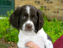 Minnesota French Spaniels