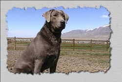 SILVER SAGE LABRADORS