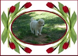 Royall Acres Farm Boer Goats and Great Pyrenees Guardian Dogs