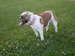 Cute and Cuddly bulldogs