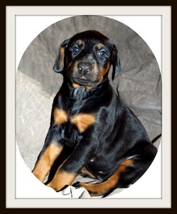 Pruemer Dobermans