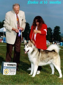 Enchanted Dreams Alaskan Malamutes