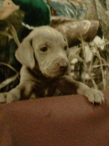 B&B Weimaraner's