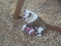 Gypsy Moon Bulldogs