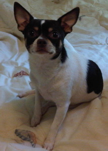 Bonjillie Chihuahua
