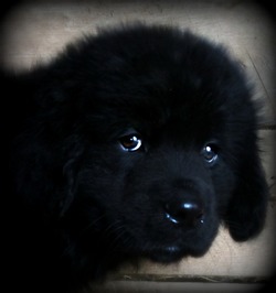 Covenant Farms Newfoundlands