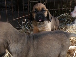 oakie acres bloodhounds