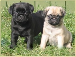 Precious Pugs