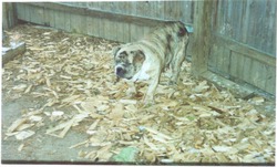 OLD RED ENGLISH BULLDOGS KENNEL INC