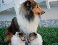 BellaRose Shelties