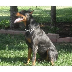 Midwest Dobermans