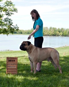 Pine Ridge Bullmastiffs