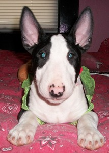 Gypsy Bull Terriers