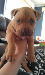 rednose pitbull 6 weeks