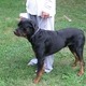 Vom Haus Elite Rottweiler's