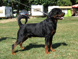 Von Golden Rottweilers