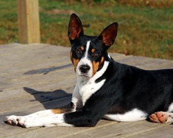 Seegmiller Decker Rat Terriers