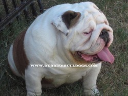 Debbiesbulldogs