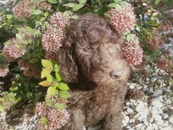 Summer Wind Poodles