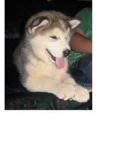 Kiaranuk CKC Reg'd Alaskan Malamutes