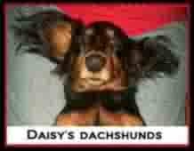 Daisy's Dachshunds