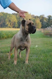 Summit City Cane Corso