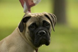 Eastern Shore Mastiffs