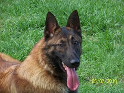 www.mbpmalinois.com