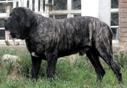 Sylvan Mastiffs