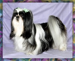 R Texas Star Shih Tzus