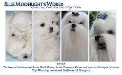 Blue Moonlight's World Maltese