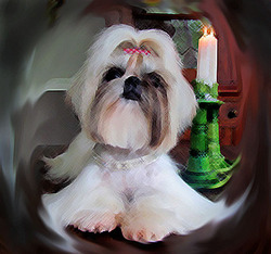 Cocktail Shih Tzu