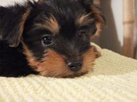 Sassywags Silky Terriers