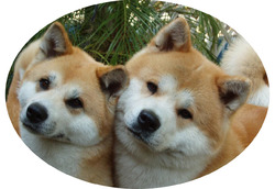 Baycrest Akitas