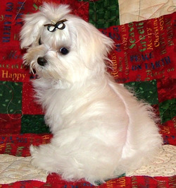 Bella Dolce Maltese