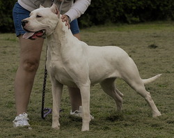 MiskoDogo Kennels