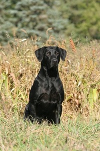 Hard Tyme Retrievers