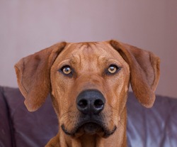 Pumaridge Rhodesian Ridgebacks