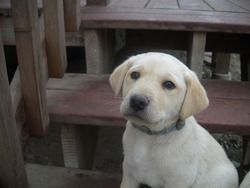 Mountain Labradors