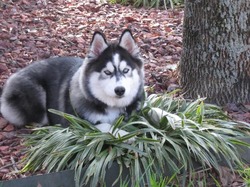 Puppy Lov Kennels