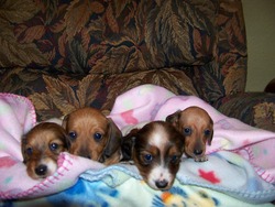 Little Rascals Miniature Dachshunds