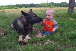 sudenblick German Shepherds