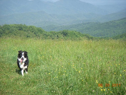 Crosswood Border Collies