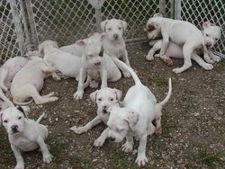 Blockhead kennels