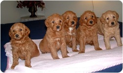 Springville Labradoodles