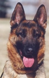 Sander-Haus German Shepherd Dogs